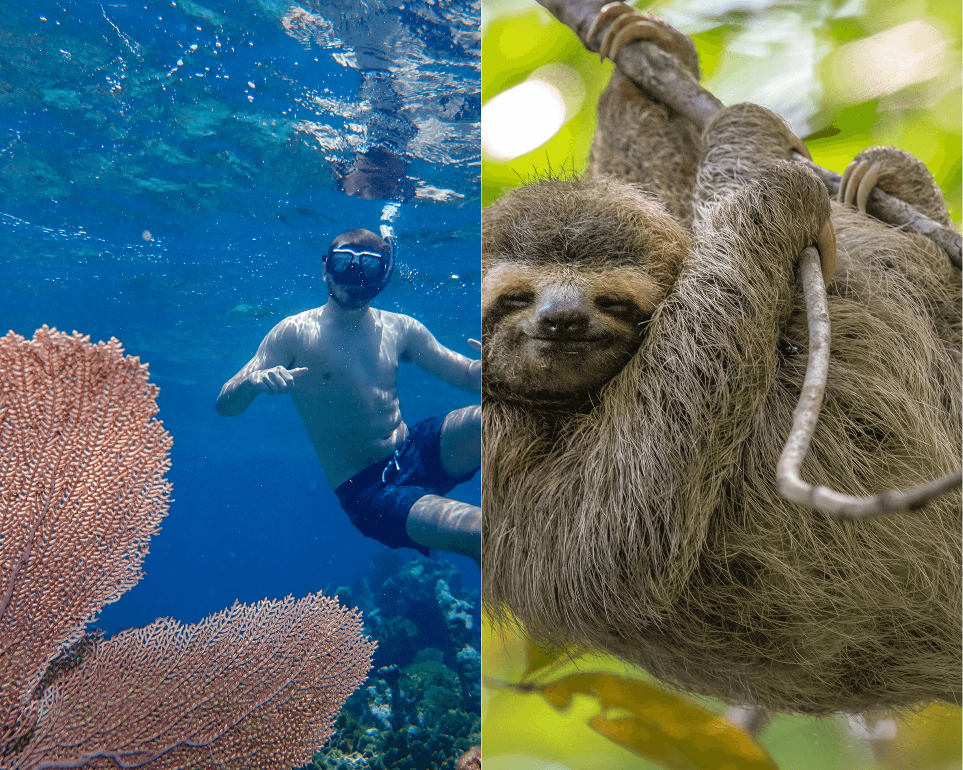 One Stop Reef Snorkel + Monkey and Sloth Hangout