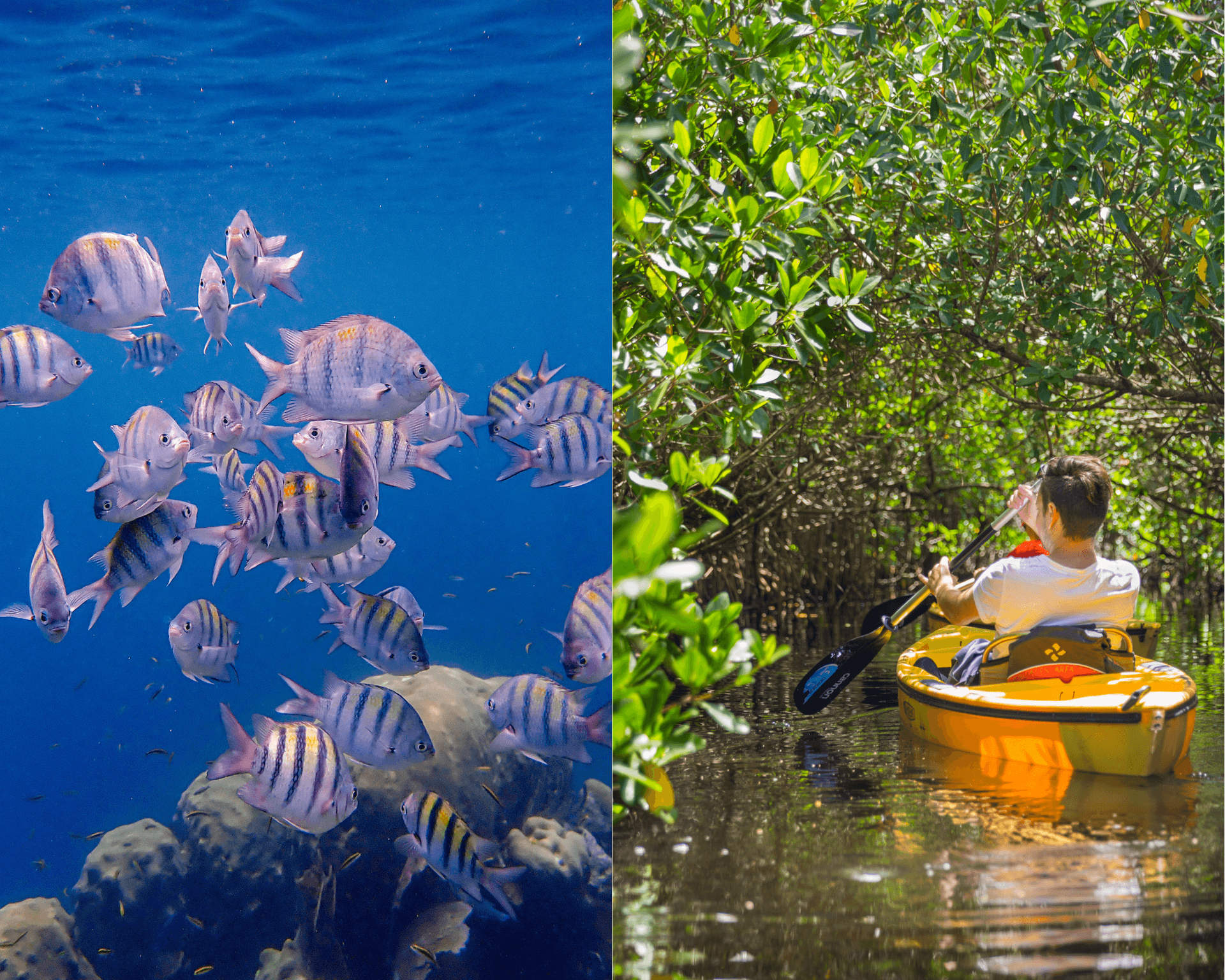 Kayak + One Stop Reef Snorkel 